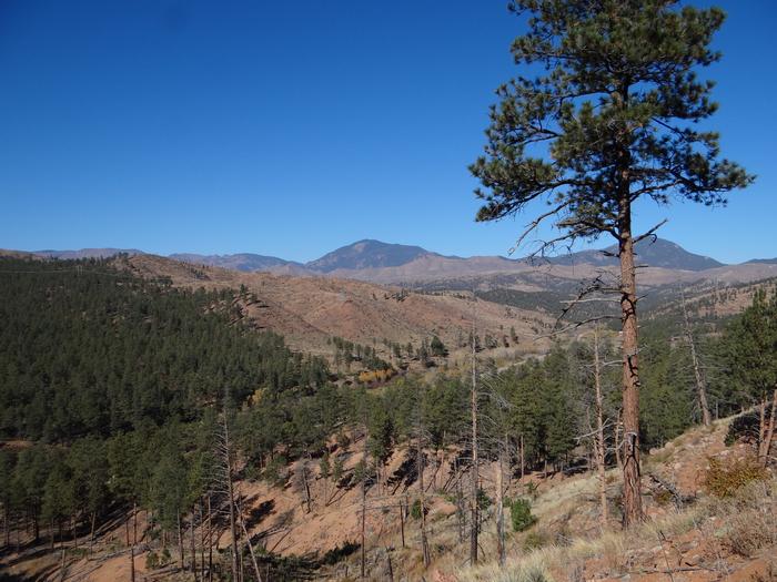 A burn scar from the 2002 Hayman Fire near Deckers, Colorado.