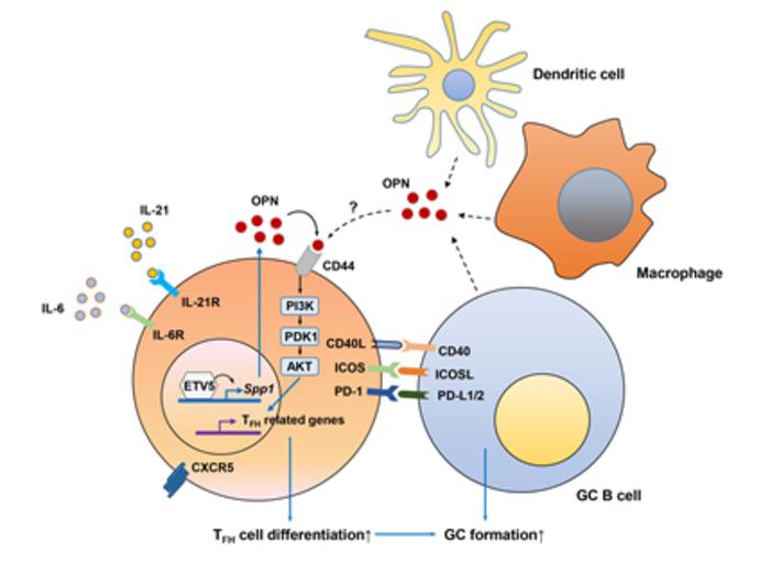 Schematic of the mechanism of action of ETV5 on TFH cell differentiation