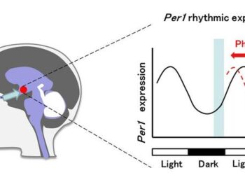 Fig. 1 Phase Shift of Circadian Rhythms by Melanopsin