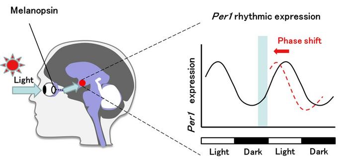 Fig. 1 Phase Shift of Circadian Rhythms by Melanopsin