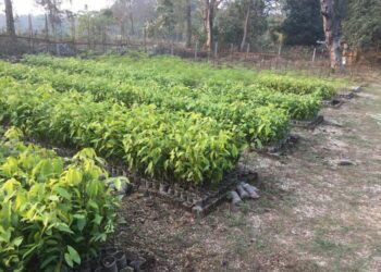 Mixed approach to reforestation better than planting or regeneration alone