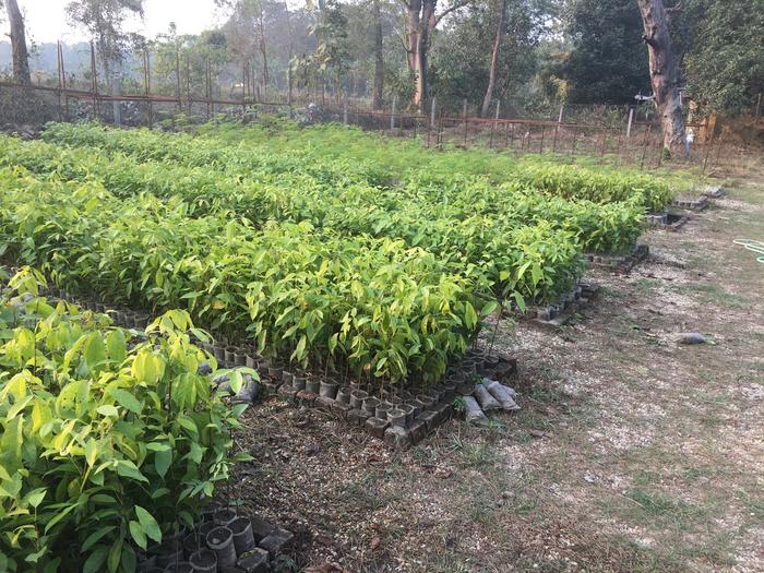 Tree nursery in Madhesh Province, Nepal