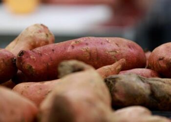 Researchers in the Department of Human Nutrition, Foods, and Exercise also found that more educational programs are needed on how to manage food resources and strategies to help mothers or caregivers with mental health.
