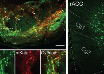 Neuroscience of Placebo Effect