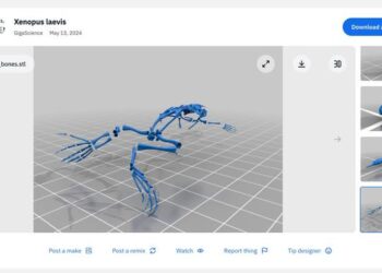 Digital model of the skeleton of Xenopos laevis