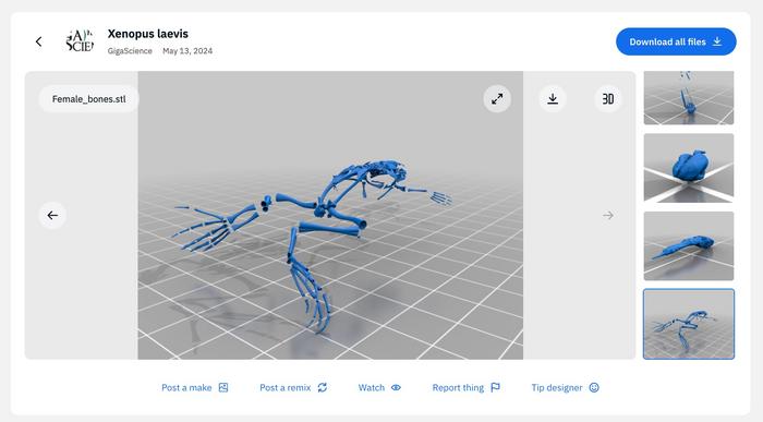 Digital model of the skeleton of Xenopos laevis