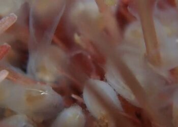 The new clam species feeding between the spines of a sea urchin