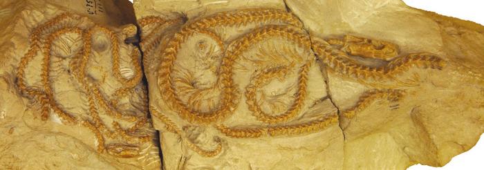 New snake discovery rewrites history, points to North America’s role in snake evolution