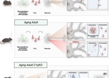 Microglial-derived C1q integrates into neuronal ribonucleoprotein complexes and impacts protein homeostasis in the aging brain.