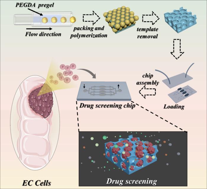 Tailoring esophageal tumor spheroids on a chip with inverse opal scaffolds for drug screening