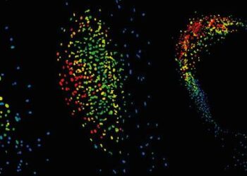 GPS2 biosensor microscopy imaging shows GA accumulates early in the nodule development and persist in the nodule apex.