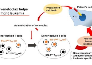 How venetoclax helps body fight leukemia