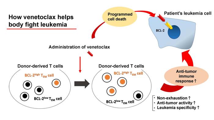 How venetoclax helps body fight leukemia