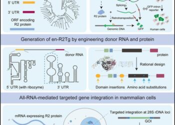 All RNA-mediated targeted gene integration in human cells with rationally engineered R2 retrotransposons