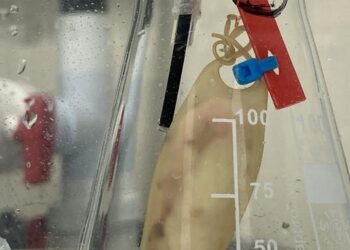 Small-spotted catshark egg in electromagnetic exposure experiment