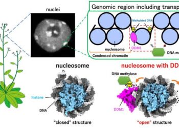 DDM1 protein opening the nucleosome