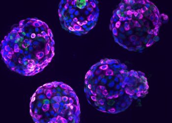 Human stem cell-based embryo model