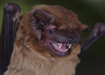 Male noctule bat