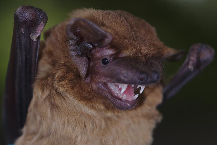Male noctule bat
