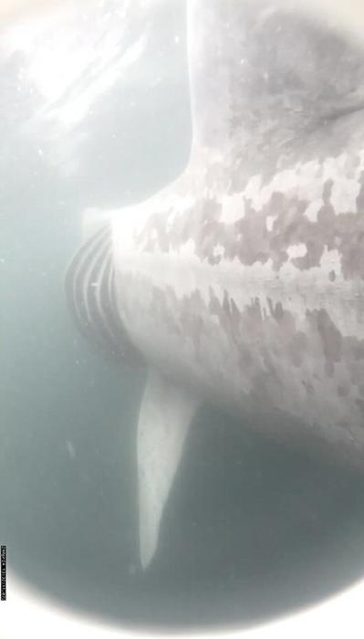 Basking shark