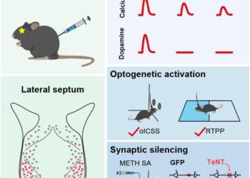 Researchers unveils a critical role of the lateral septum in