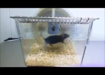 Ogawa-Weight_loss-Mouse_wheel