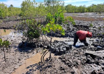 Mangrove nurseries in Maputo, Mozambique, managed by the local community with technical support from the U.S. Forest Service International Programs