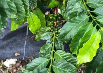 Coffee crop