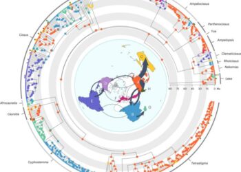 Biogeographic history and global dispersal routes of the grape family