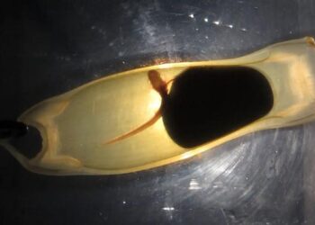 Small-spotted catshark embryo in egg