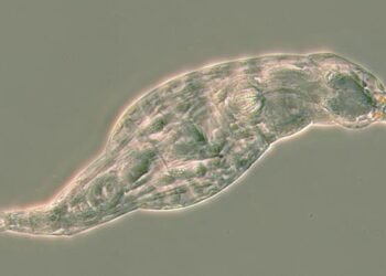 Small animals acquire genes from bacteria that can produce antibiotics
