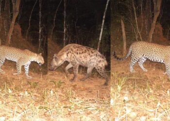 Images from camera traps