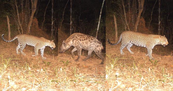 Images from camera traps