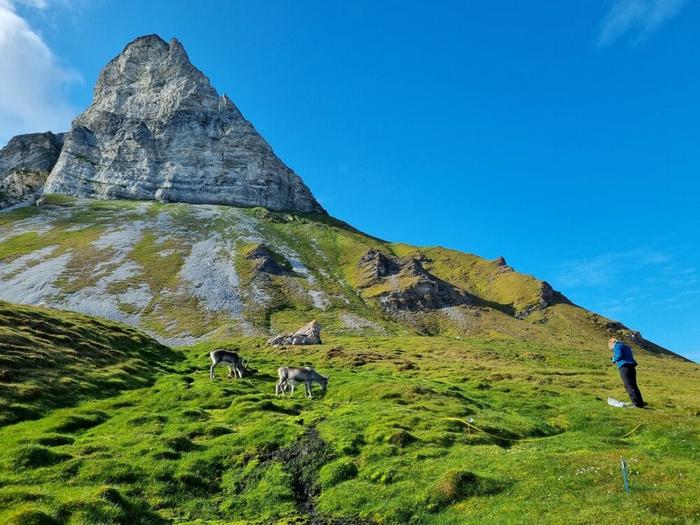 Svalbard's Alkhornet bird cliffs