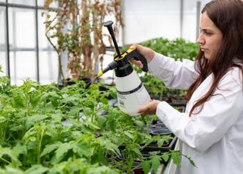 An IBMCP (UPV-CSIC) team discovers a new compound to protect tomatoes from bacteria and drought.
