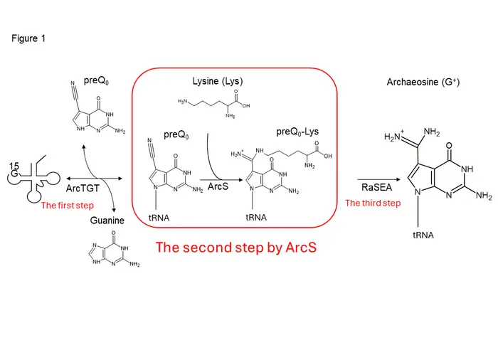 Figure1 Synthesis of archaeosine in tRNA