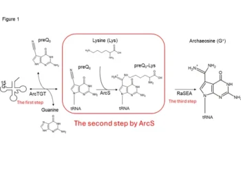 Figure1 Synthesis of archaeosine in tRNA