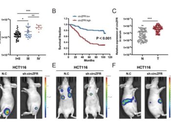 The mechanism of a novel circular RNA circZFR that promotes