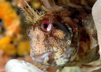 Tompot blenny (Parablennius gattorugine).