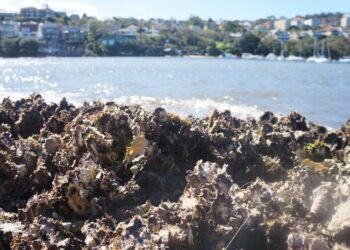 A native oyster bed on an urbanised coast credit Dominic McAfee