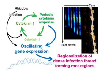 The rhythm led by plants is crucial for symbiosis with