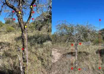 The role of subtropical savannas in carbon sequestration and climate