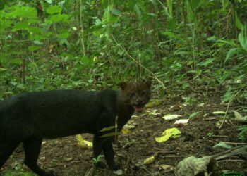 Jaguarundi