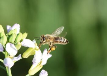 To save bees, scientists say focus on habitat first, then pesticides