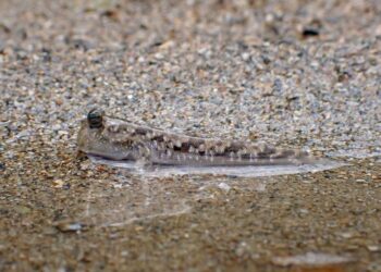 To walk, you only need fins (and maybe a sense