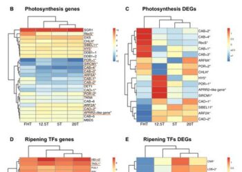 Postharvest tomato fruit IDA in relation to photosynthetic genes expression.