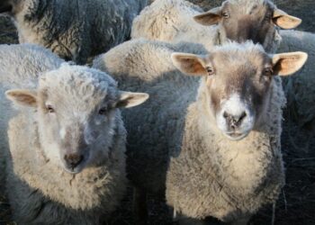 group-sheep