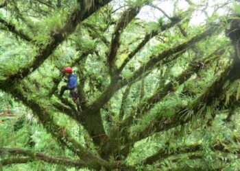 Measuring the effect of climate change on epiphytes
