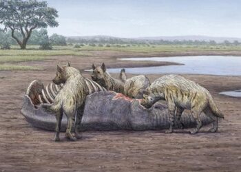 UMA scientists find a natural quicksand trap dated to more than one million years ago in the ‘elephant graveyard’ of Orce