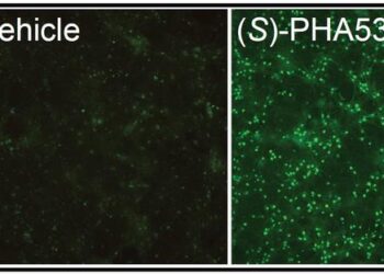 (S)-PHA533533 Turns On the Paternal Gene Copy of UBE3A